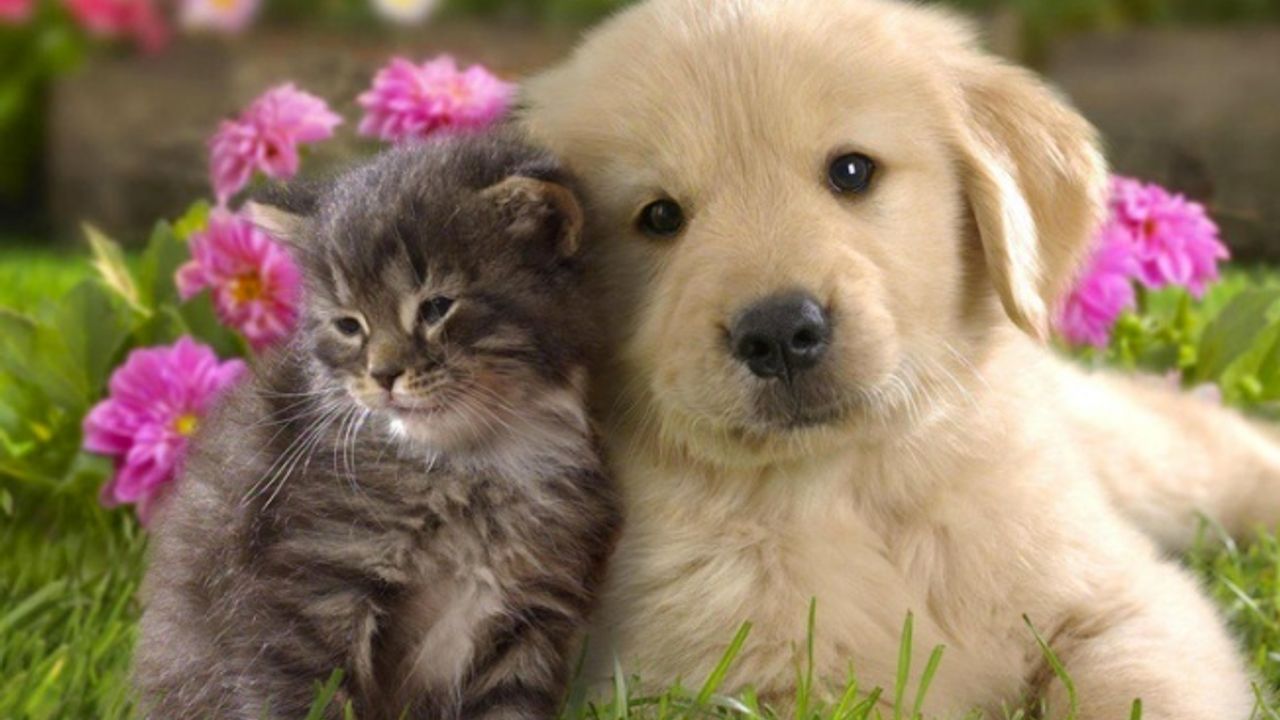 Kediler ve köpekler de Covid-19'a yakalanabiliyor