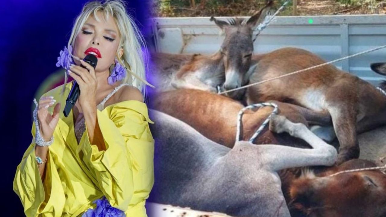 AJDA PEKKAN "HEP BERABER DELİRECEĞİZ!"