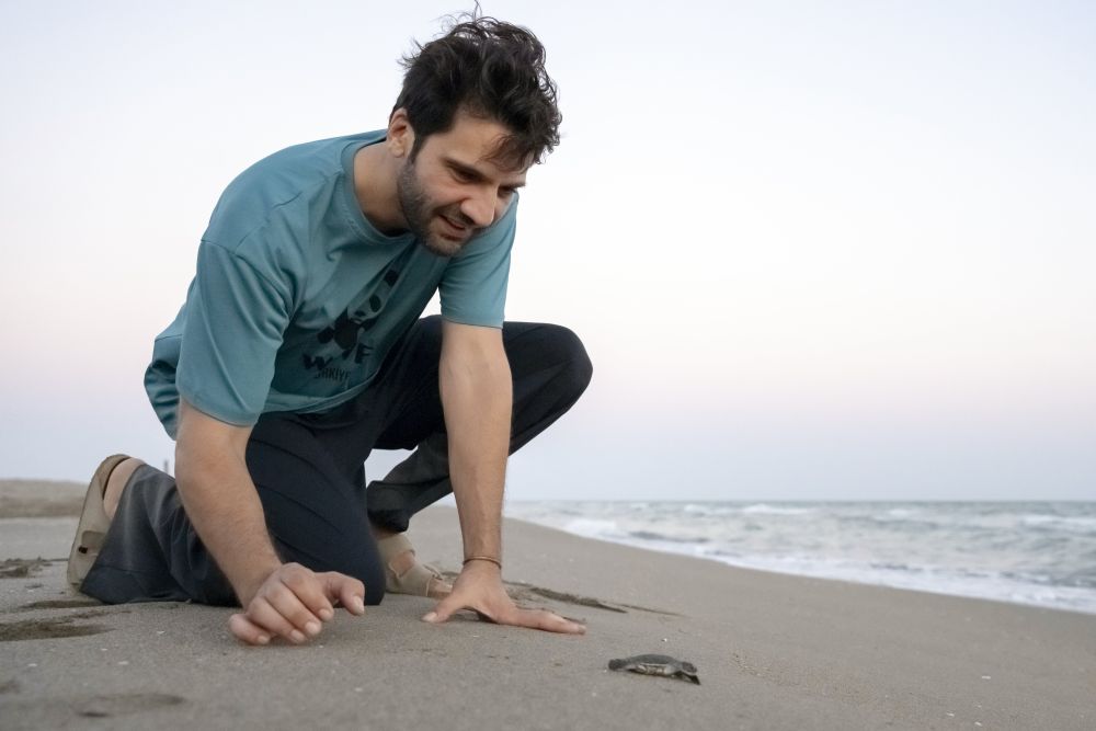 Kaanurgancioglu Yesil Deniz Kaplumbagasi 2025